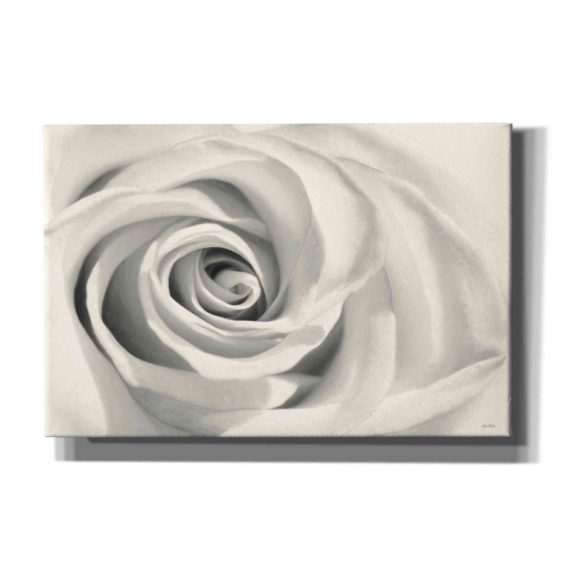 'Rose II' by Lori Deiter, Canvas Wall Art