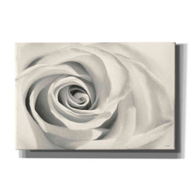 'Rose II' by Lori Deiter, Canvas Wall Art