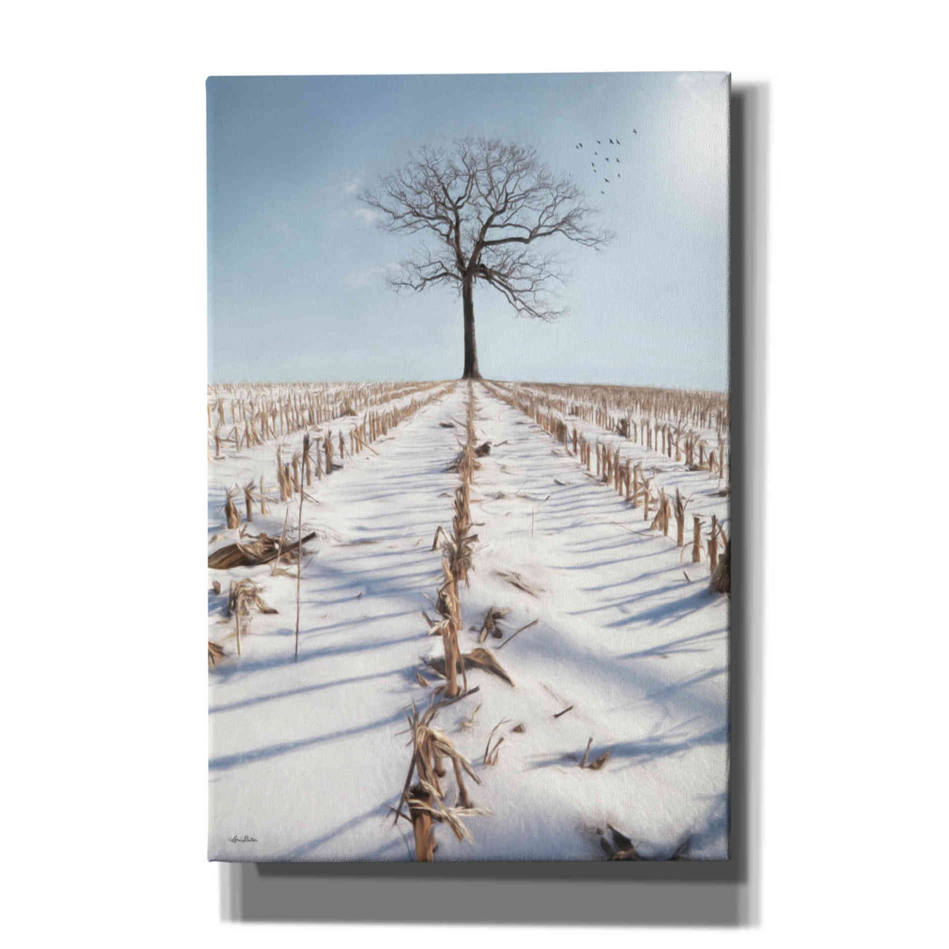 'Winter Boughs' by Lori Deiter, Canvas Wall Art