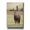 'Jackson Horse' by Lori Deiter, Canvas Wall Art