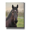 'Horse with Round Glasses' by Lori Deiter, Canvas Wall Art