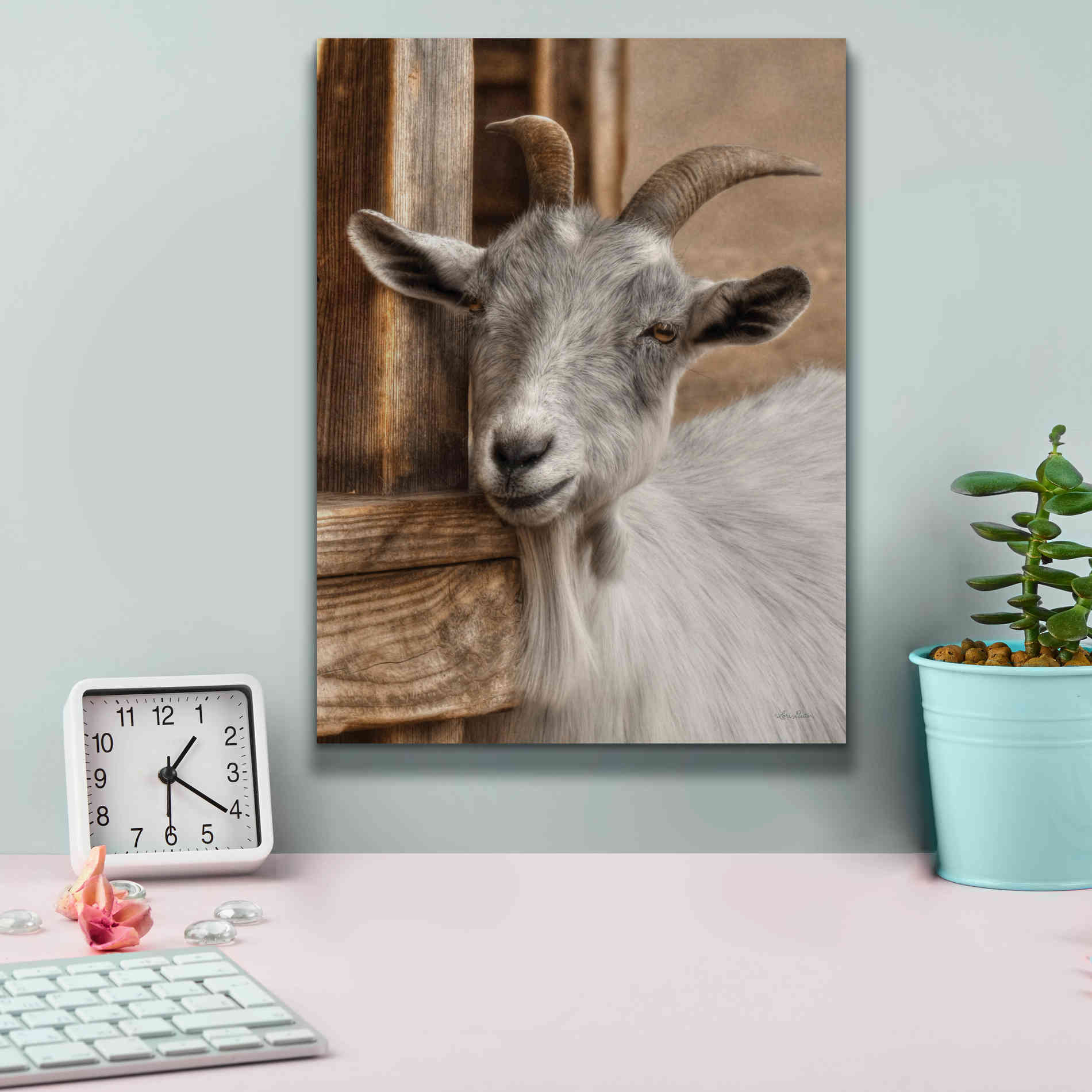 'Gray Goat' by Lori Deiter, Canvas Wall Art,12 x 16