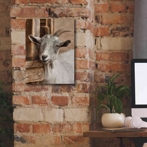 Image of 'Gray Goat' by Lori Deiter, Canvas Wall Art,12 x 16