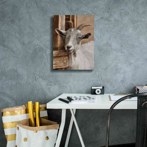 Image of 'Gray Goat' by Lori Deiter, Canvas Wall Art,12 x 16