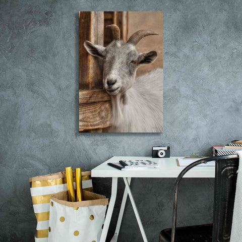 Image of 'Gray Goat' by Lori Deiter, Canvas Wall Art,18 x 26
