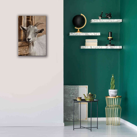 Image of 'Gray Goat' by Lori Deiter, Canvas Wall Art,18 x 26