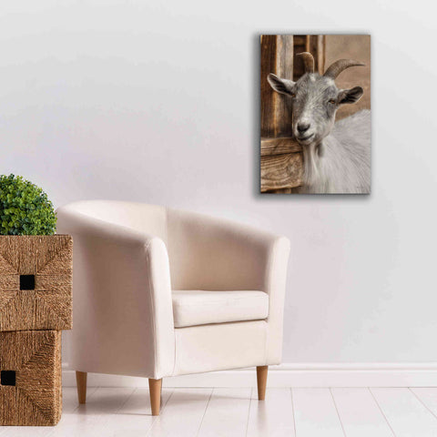 Image of 'Gray Goat' by Lori Deiter, Canvas Wall Art,18 x 26