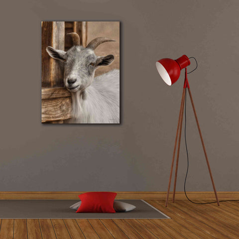 Image of 'Gray Goat' by Lori Deiter, Canvas Wall Art,26 x 34