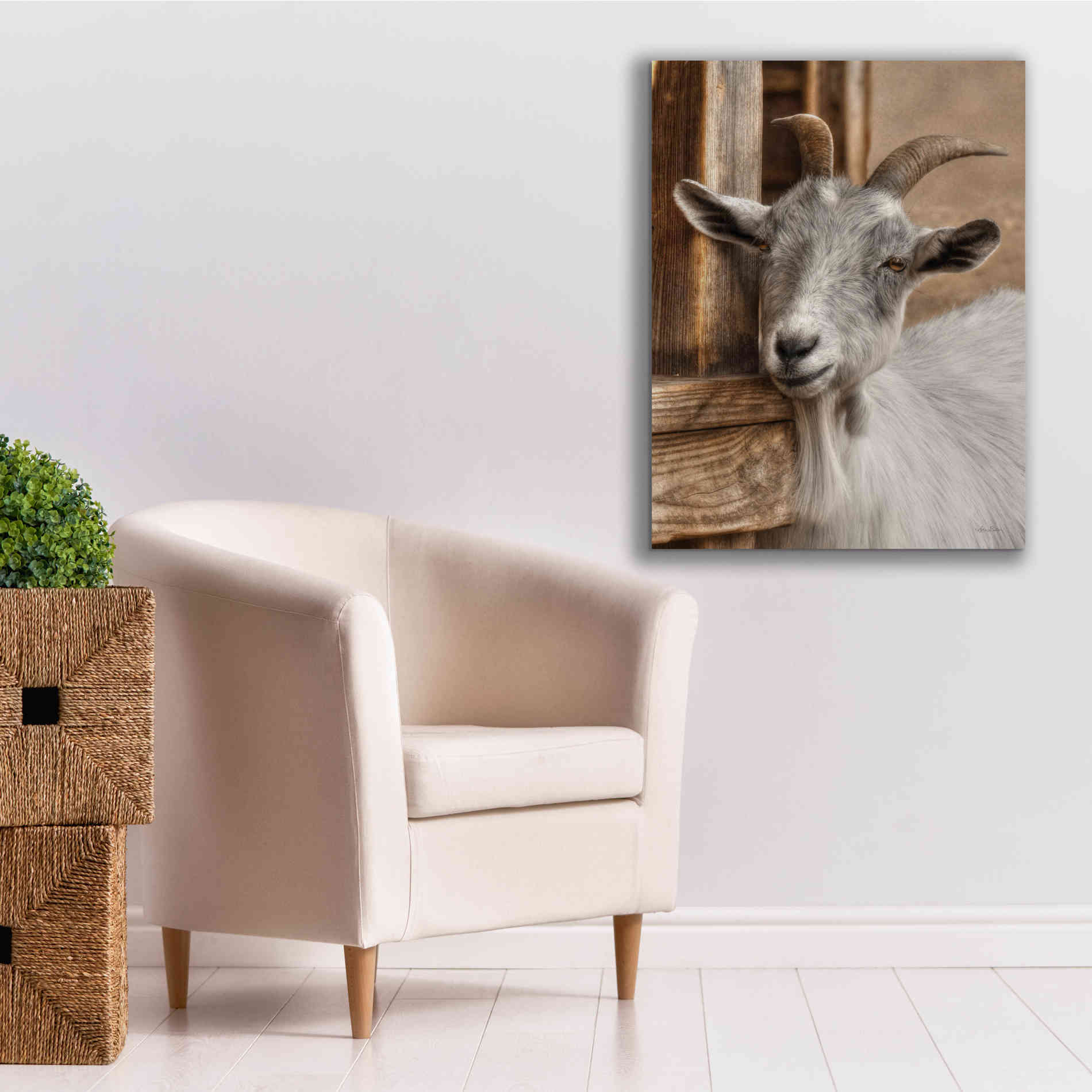 'Gray Goat' by Lori Deiter, Canvas Wall Art,26 x 34