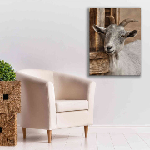 Image of 'Gray Goat' by Lori Deiter, Canvas Wall Art,26 x 34