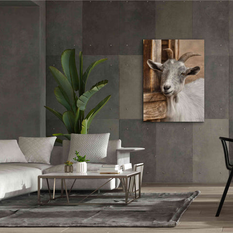 Image of 'Gray Goat' by Lori Deiter, Canvas Wall Art,40 x 54