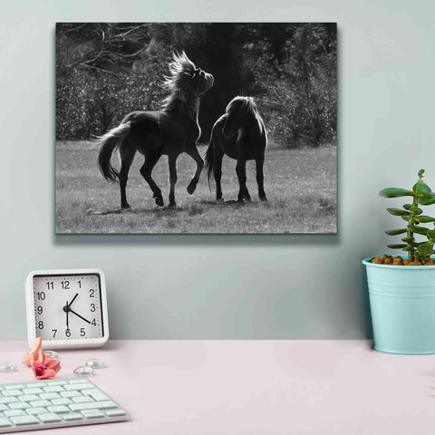 Image of 'Black & White Assateague Horses' by Lori Deiter, Canvas Wall Art,16 x 12