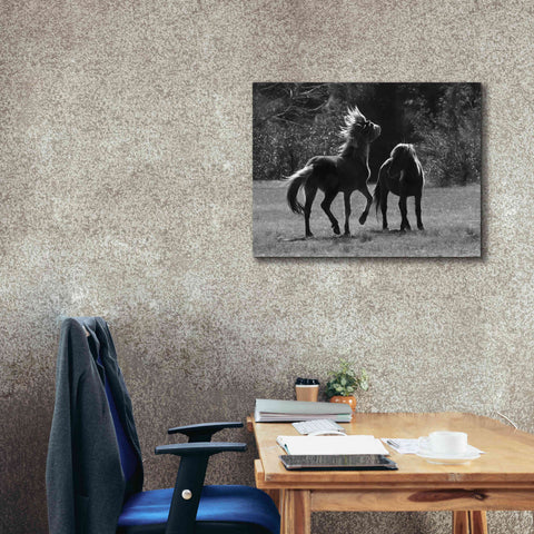 Image of 'Black & White Assateague Horses' by Lori Deiter, Canvas Wall Art,34 x 26