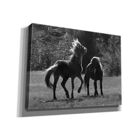 Image of 'Black & White Assateague Horses' by Lori Deiter, Canvas Wall Art