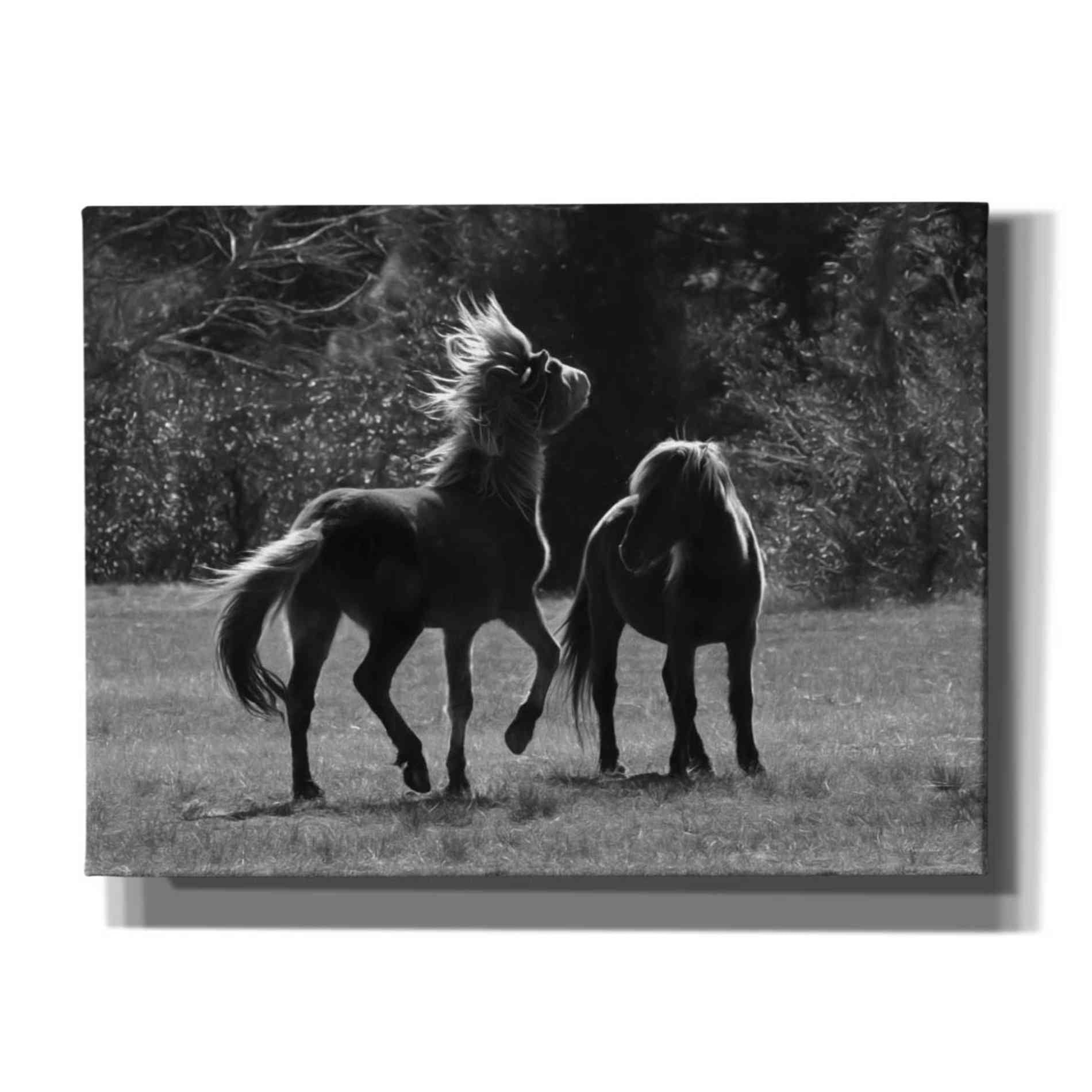 'Black & White Assateague Horses' by Lori Deiter, Canvas Wall Art
