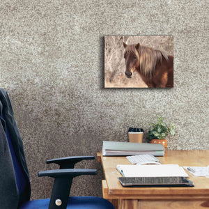 'Assateague Horse Portrait' by Lori Deiter, Canvas Wall Art,16 x 12