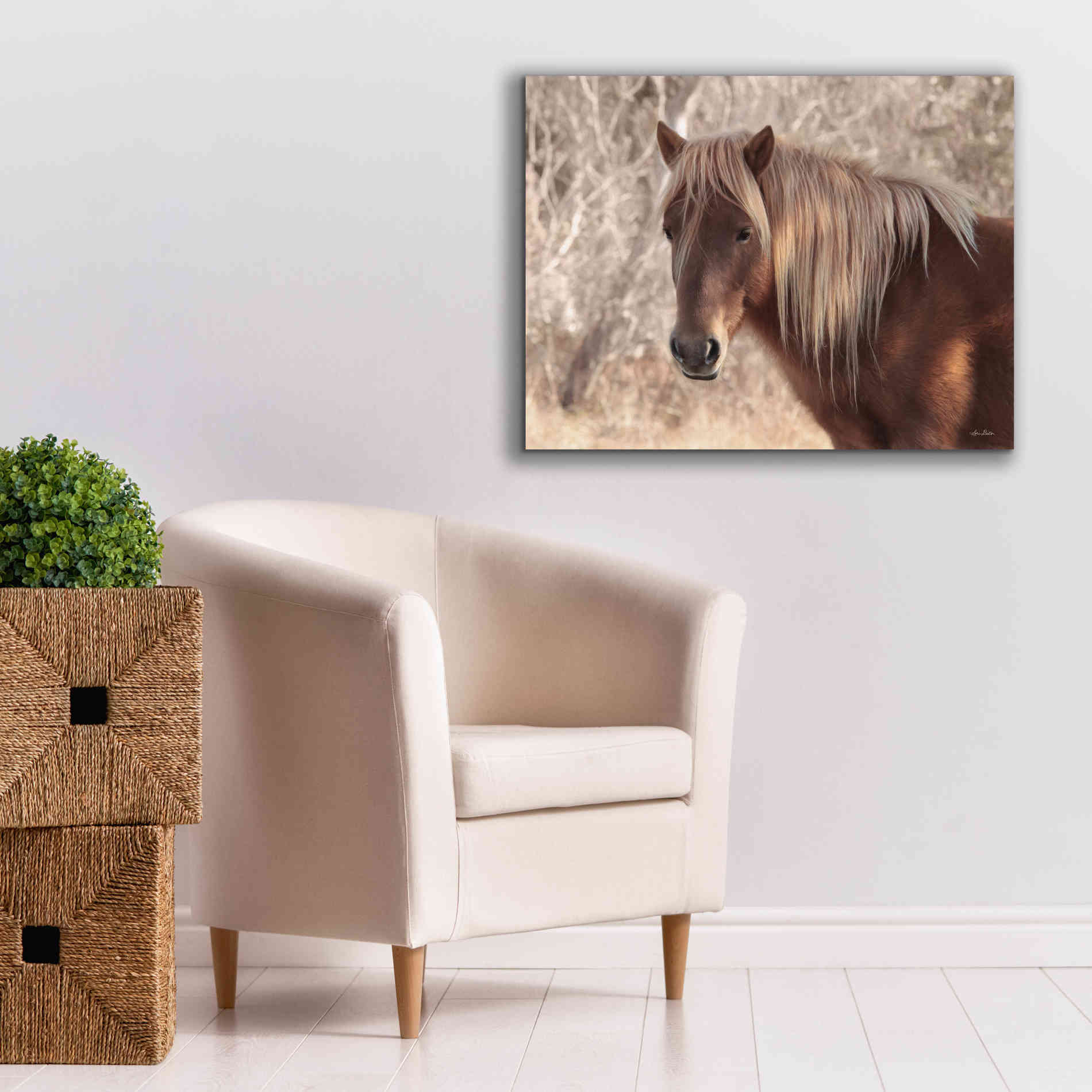 'Assateague Horse Portrait' by Lori Deiter, Canvas Wall Art,34 x 26