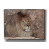 'Leo the Lion' by Lori Deiter, Canvas Wall Art