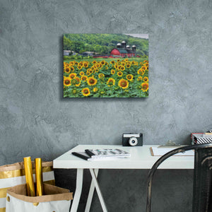 'Sunflower Field' by Lori Deiter, Canvas Wall Art,16 x 12