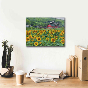 'Sunflower Field' by Lori Deiter, Canvas Wall Art,16 x 12
