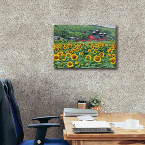 'Sunflower Field' by Lori Deiter, Canvas Wall Art,24 x 20