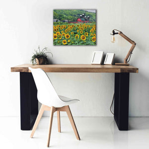 'Sunflower Field' by Lori Deiter, Canvas Wall Art,24 x 20