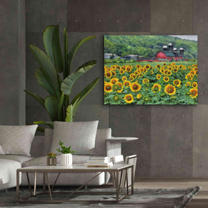 'Sunflower Field' by Lori Deiter, Canvas Wall Art,54 x 40