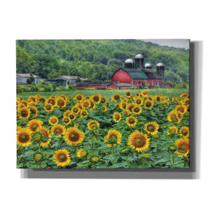 'Sunflower Field' by Lori Deiter, Canvas Wall Art