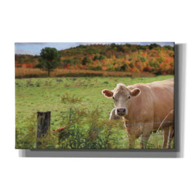 'Fall Cow' by Lori Deiter Canvas Wall Art