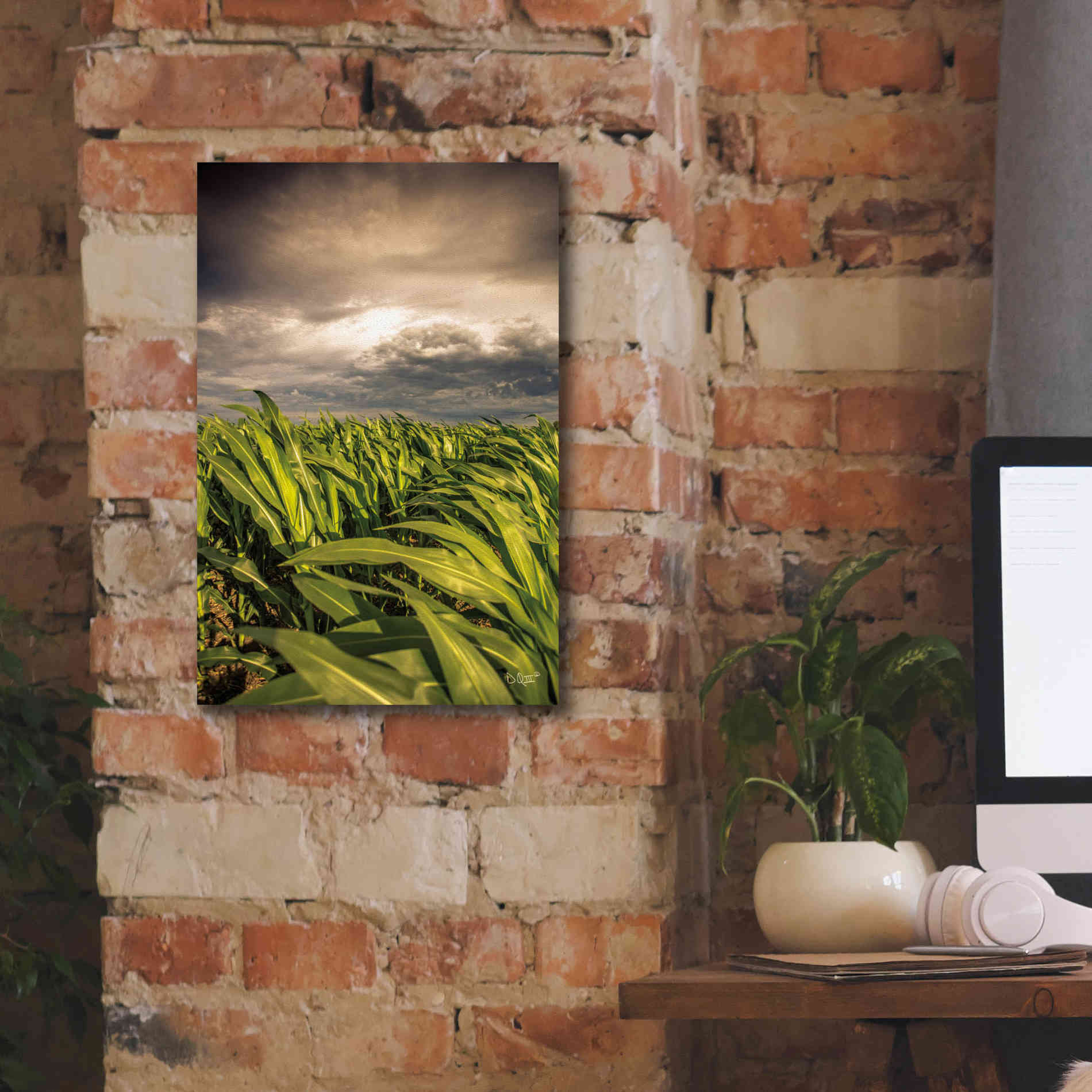 'Field of Corn' by Donnie Quillen Canvas Wall Art,12 x 18