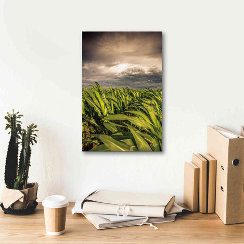 Image of 'Field of Corn' by Donnie Quillen Canvas Wall Art,12 x 18