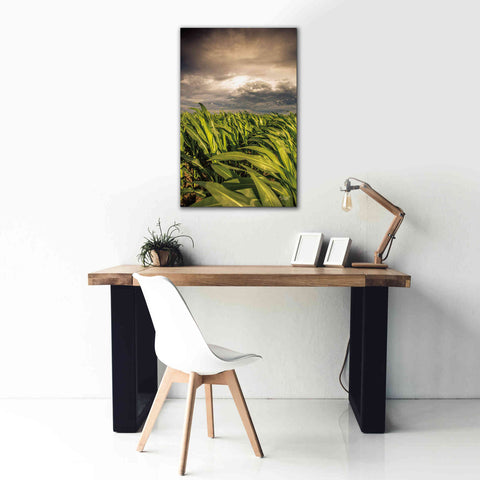 Image of 'Field of Corn' by Donnie Quillen Canvas Wall Art,26 x 40