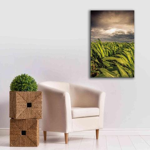 Image of 'Field of Corn' by Donnie Quillen Canvas Wall Art,26 x 40