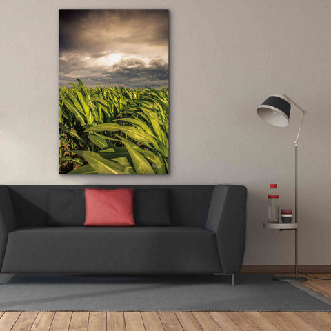 Image of 'Field of Corn' by Donnie Quillen Canvas Wall Art,40 x 60