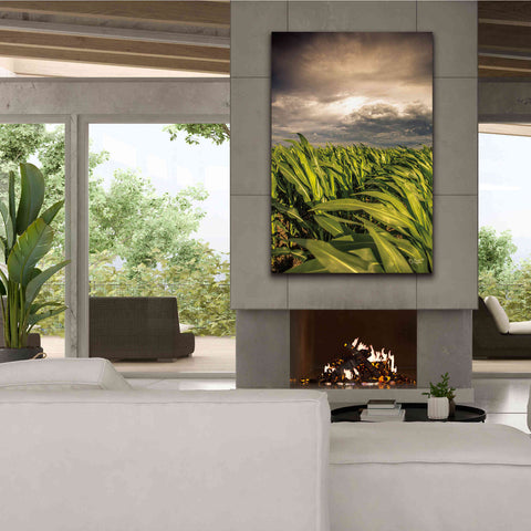 Image of 'Field of Corn' by Donnie Quillen Canvas Wall Art,40 x 60