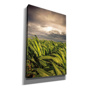 'Field of Corn' by Donnie Quillen Canvas Wall Art