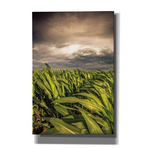 Image of 'Field of Corn' by Donnie Quillen Canvas Wall Art