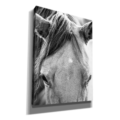 Image of 'Trophy Winner I' by Donnie Quillen Canvas Wall Art