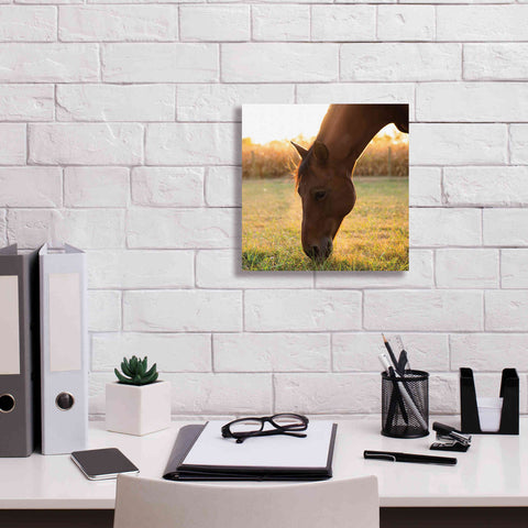 Image of 'Sunset Grazing II' by Donnie Quillen Canvas Wall Art,12 x 12