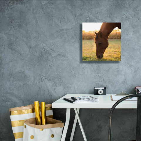 Image of 'Sunset Grazing II' by Donnie Quillen Canvas Wall Art,12 x 12