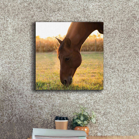 Image of 'Sunset Grazing II' by Donnie Quillen Canvas Wall Art,18 x 18