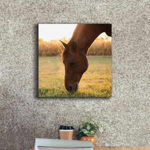 'Sunset Grazing II' by Donnie Quillen Canvas Wall Art,18 x 18