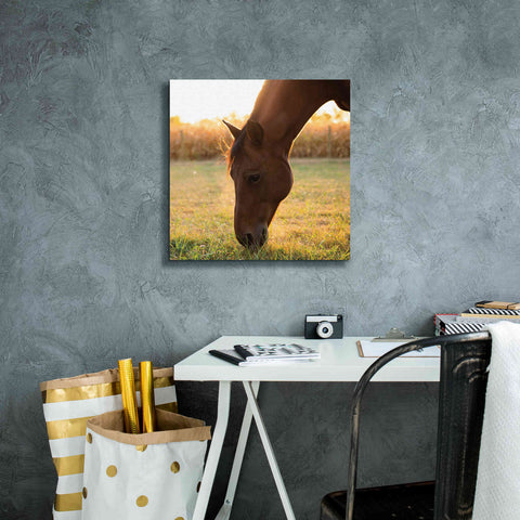 Image of 'Sunset Grazing II' by Donnie Quillen Canvas Wall Art,18 x 18