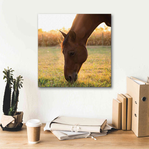 Image of 'Sunset Grazing II' by Donnie Quillen Canvas Wall Art,18 x 18