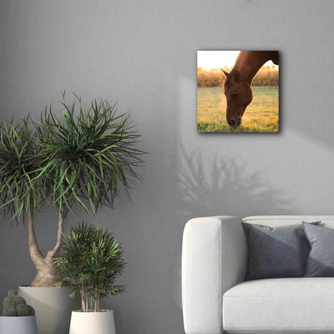 Image of 'Sunset Grazing II' by Donnie Quillen Canvas Wall Art,18 x 18