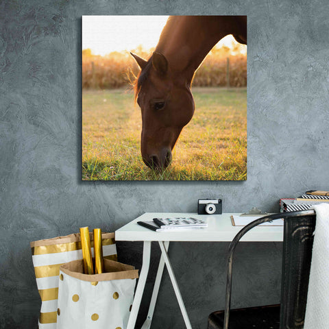 Image of 'Sunset Grazing II' by Donnie Quillen Canvas Wall Art,26 x 26