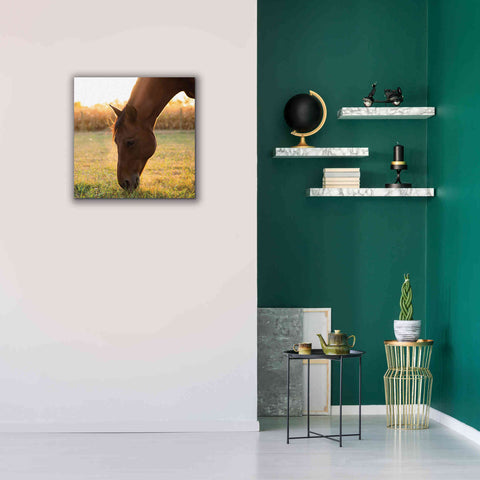 Image of 'Sunset Grazing II' by Donnie Quillen Canvas Wall Art,26 x 26