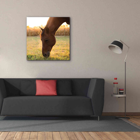 Image of 'Sunset Grazing II' by Donnie Quillen Canvas Wall Art,37 x 37