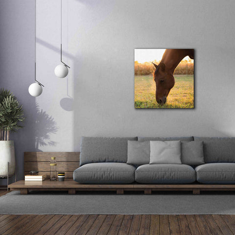 Image of 'Sunset Grazing II' by Donnie Quillen Canvas Wall Art,37 x 37