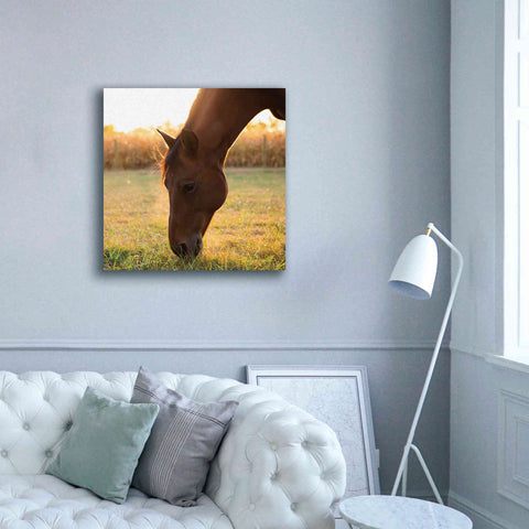 Image of 'Sunset Grazing II' by Donnie Quillen Canvas Wall Art,37 x 37